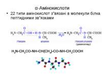 α-Амінокислоти 22 типи амінокислот з”вязані в молекули білка пептидними зв”яз...