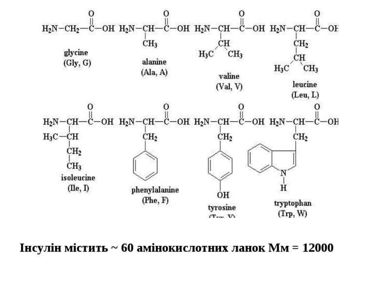 Інсулін містить ~ 60 амінокислотних ланок Мм = 12000