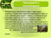 Вельми турботливими батьками є самці жаби-повитухи. Самки цього виду жаб відк...