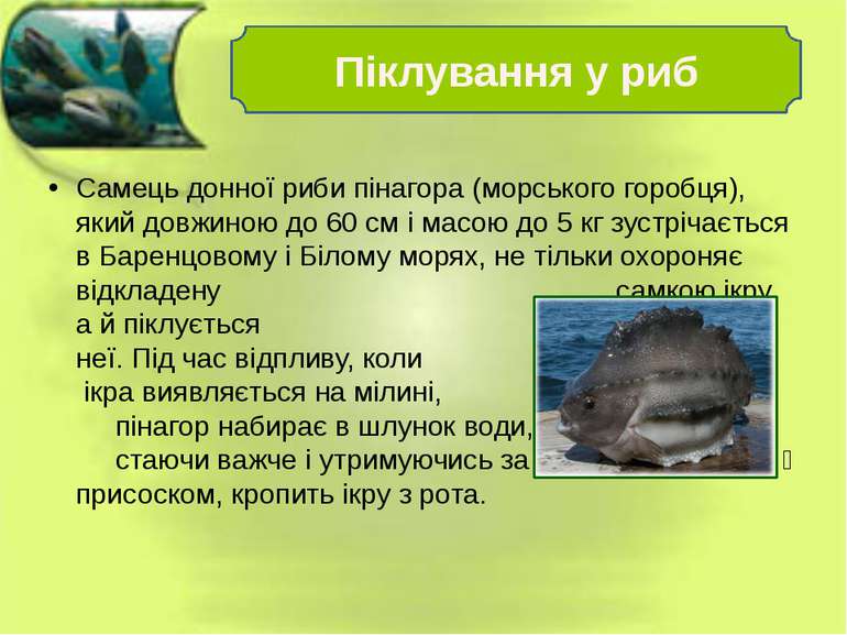 Самець донної риби пінагора (морського горобця), який довжиною до 60 см і мас...
