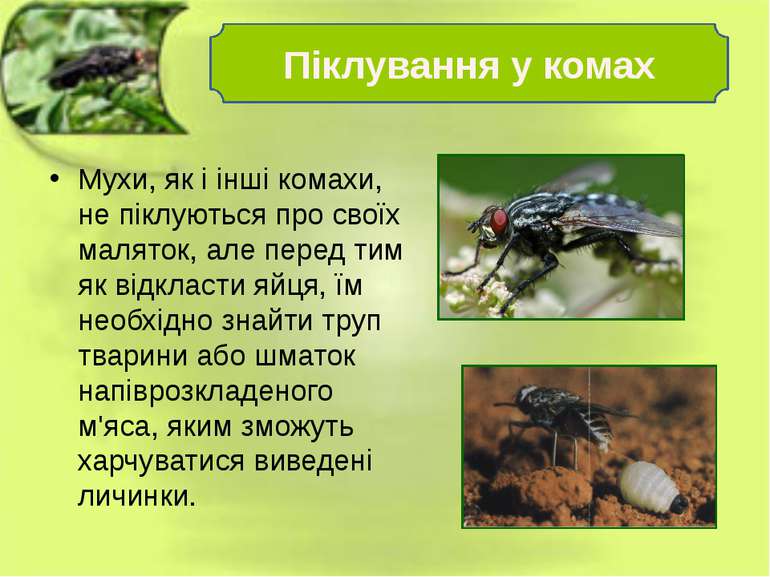 Мухи, як і інші комахи, не піклуються про своїх маляток, але перед тим як від...