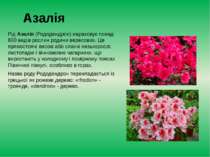 Азалія Рід Азалія (Рододендрон) нараховує понад 600 видів рослин родини верес...