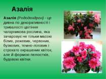 Азалія Азалія (Рододендрон) - це дивна по декоративності і тривалості цвітінн...