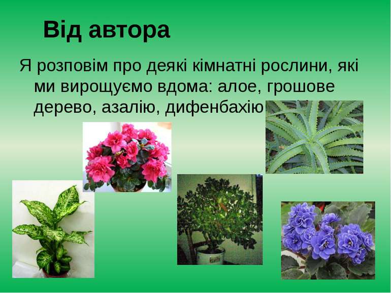 Я розповім про деякі кімнатні рослини, які ми вирощуємо вдома: алое, грошове ...