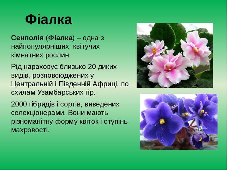 Фіалка Сенполія (Фіалка) – одна з найпопулярніших  квітучих кімнатних рослин....