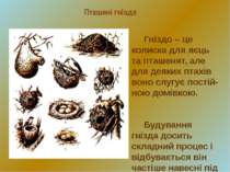 Пташині гнізда Гніздо – це колиска для яєць та пташенят, але для деяких птахі...