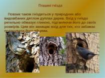 Пташині гнізда Повзик також гніздиться у природних або видовбаних дятлом дупл...