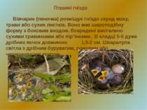 Пташині гнізда Вівчарик (пеночка) розміщує гніздо серед моху, трави або сухих...