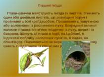 Пташині гнізда Птахи-швачки майструють гнізда із листків. Згинають один або д...