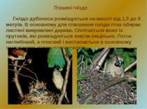 Пташині гнізда Гніздо дубоноса розміщується на висоті від 1,5 до 8 метрів. В ...