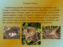 Пташині гнізда Сорокопуд-жулан бойовий горобцеподібний птах. Гніздо полюбляє ...