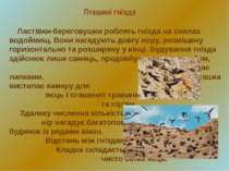 Ластівки-береговушки роблять гнізда на схилах водоймищ. Вони нагадують довгу ...