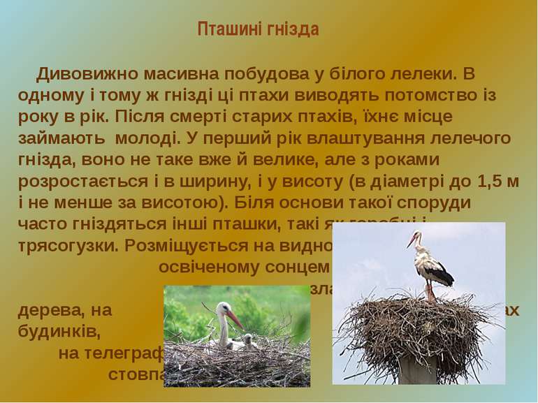 Пташині гнізда Дивовижно масивна побудова у білого лелеки. В одному і тому ж ...