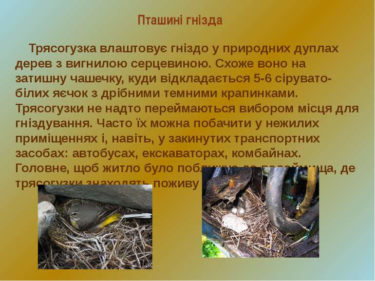 Пташині гнізда Трясогузка влаштовує гніздо у природних дуплах дерев з вигнило...