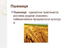 Пшениця - однорічна трав'яниста рослина родини злакових; найважливіша продово...