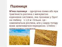 М'яка пшениця  - однорічна озима або яра трав'яниста рослина з мичкуватою кор...