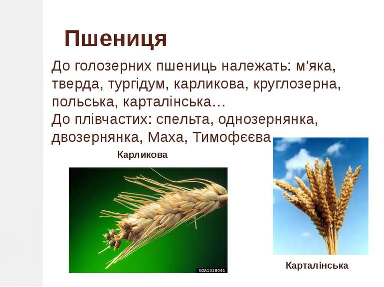 До голозерних пшениць належать: м'яка, тверда, тургідум, карликова, круглозер...