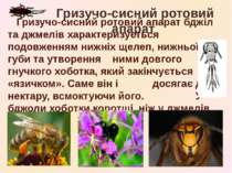 Гризучо-сисний ротовий апарат бджіл та джмелів характеризується подовженням н...