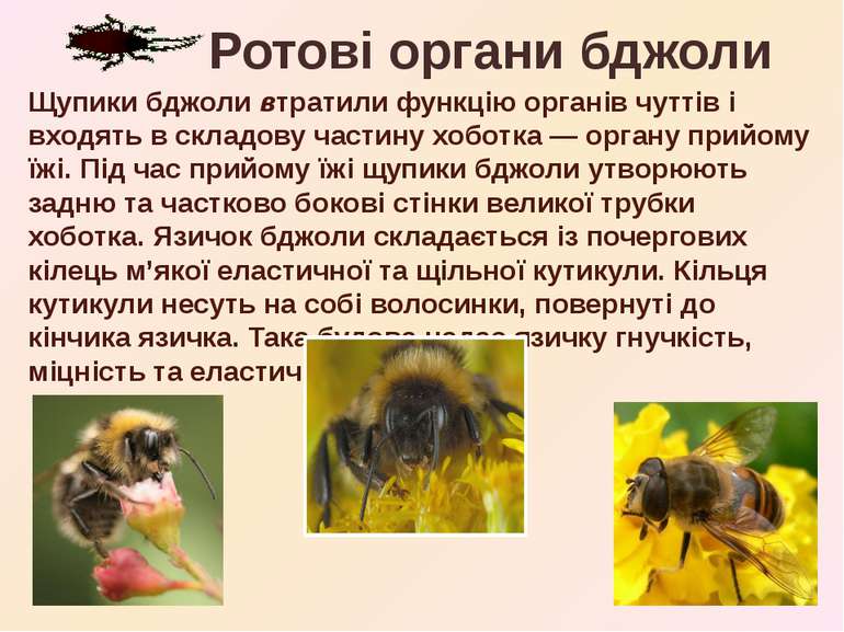 Щупики бджоли втратили функцію органів чуттів і входять в складову частину хо...