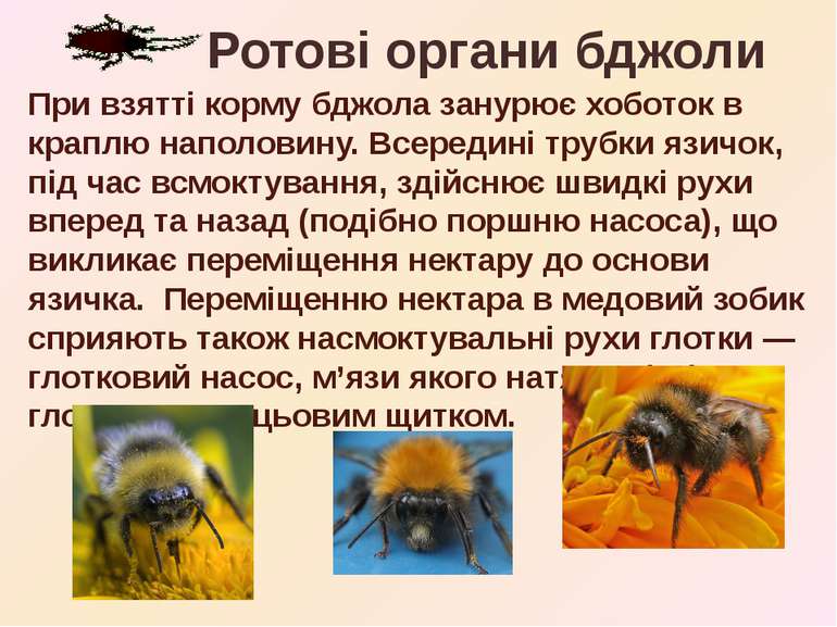 При взятті корму бджола занурює хоботок в краплю наполовину. Всередині трубки...