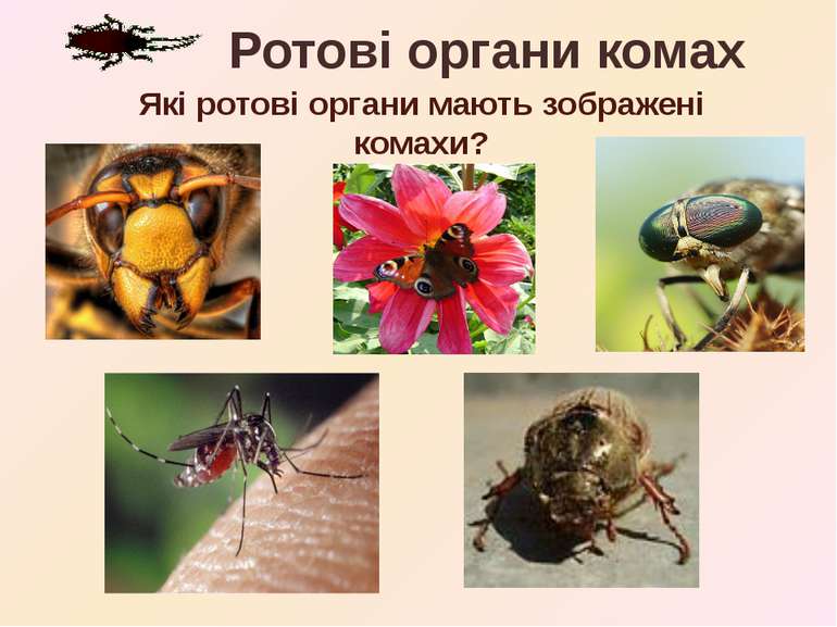 Які ротові органи мають зображені комахи? Ротові органи комах