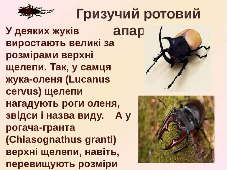 У деяких жуків виростають великі за розмірами верхні щелепи. Так, у самця жук...
