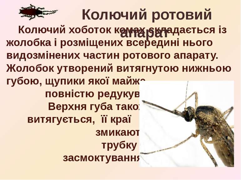 Колючий хоботок комах складається із жолобка і розміщених всередині нього вид...