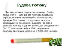Тютюн - рослина родини пасльонових. Стебло прямостояче - 120-175 см. Листкова...