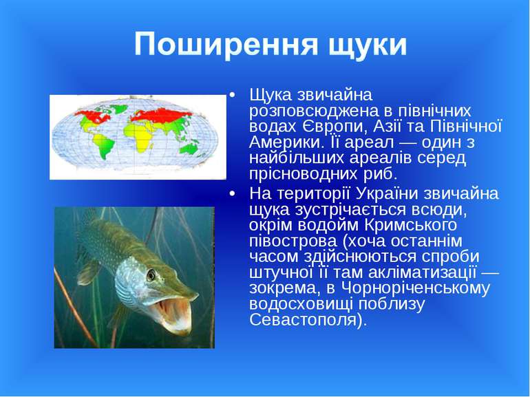 Щука звичайна розповсюджена в північних водах Європи, Азії та Північної Амери...