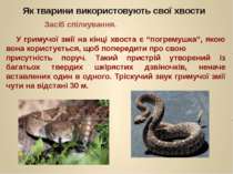 У гримучої змії на кінці хвоста є “погремушка”, якою вона користується, щоб п...