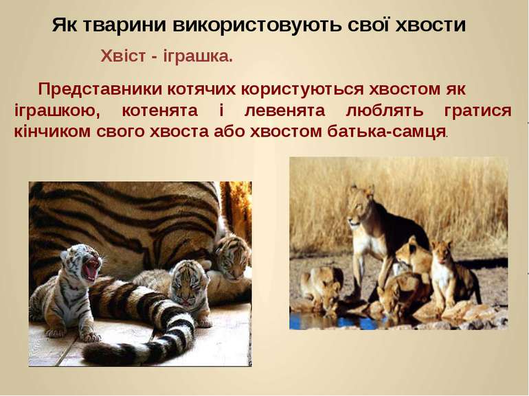 Представники котячих користуються хвостом як іграшкою, котенята і левенята лю...
