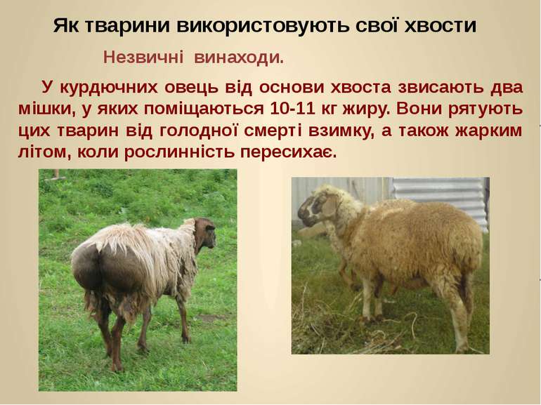 У курдючних овець від основи хвоста звисають два мішки, у яких поміщаються 10...