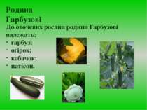 До овочевих рослин родини Гарбузові належать: гарбуз; огірок; кабачок; патісо...