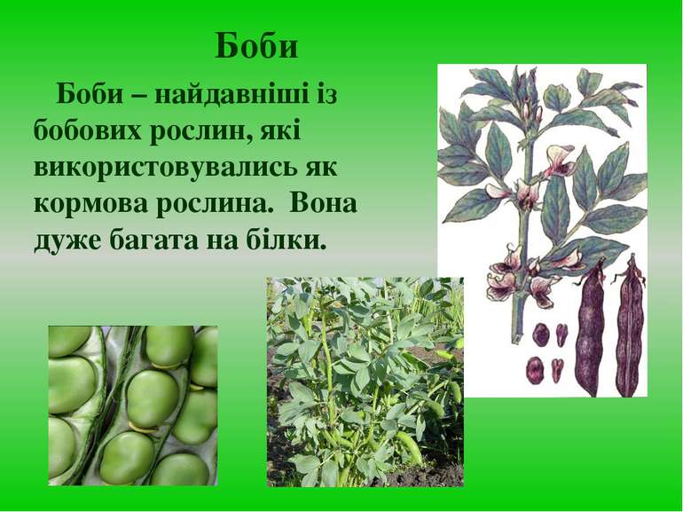 Боби Боби – найдавніші із бобових рослин, які використовувались як кормова ро...