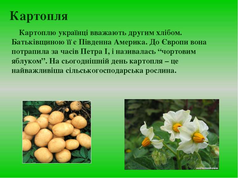 Картопля Картоплю українці вважають другим хлібом. Батьківщиною її є Південна...