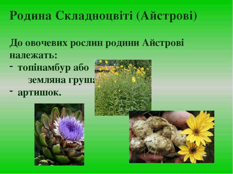 До овочевих рослин родини Айстрові належать: топінамбур або земляна груша; ар...