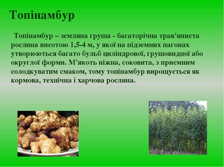 Топінамбур Топінамбур – земляна груша - багаторічна трав'яниста рослина висот...