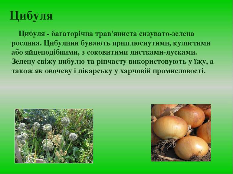 Цибуля Цибуля - багаторiчна трав'яниста сизувато-зелена рослина. Цибулини був...