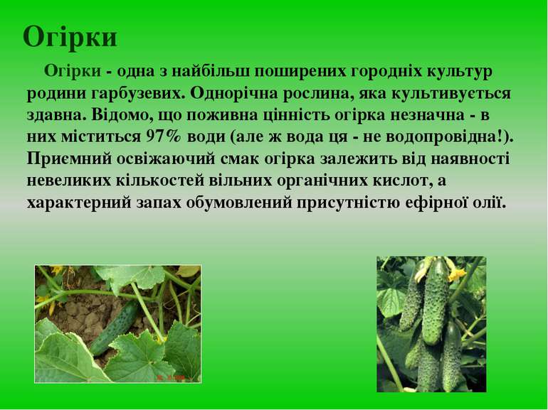 Огірки Огірки - одна з найбільш поширених городніх культур родини гарбузевих....