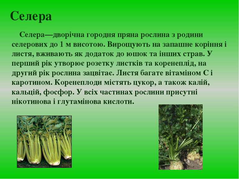 Селера Селера—дворічна городня пряна рослина з родини селерових до 1 м висото...
