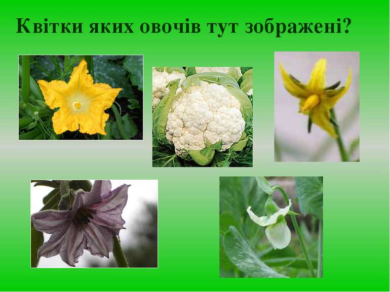 Квітки яких овочів тут зображені?
