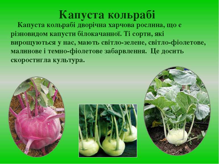 Капуста кольрабі Капуста кольрабі дворічна харчова рослина, що є різновидом к...