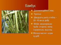 Бамбук Деревоподібний злак; Тропіки; Швидкість росту стебла – 30- 40 см за до...