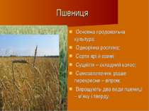 Пшениця Основна продовольча культура; Однорічна рослина; Сорти ярі й озимі; С...