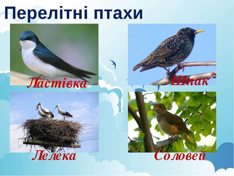Перелітні птахи Ластівка Лелека Шпак Соловей