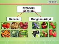 Культурні рослини Овочеві Плодово-ягідні