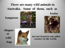 There are many wild animals in Australia. Some of them, such as kangaroos koa...
