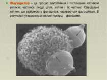 Фагоцитоз – це процес захоплення і поглинання клітиною великих частинок (інод...