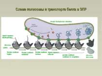Схема полисомы и транспорта белка в ЭПР