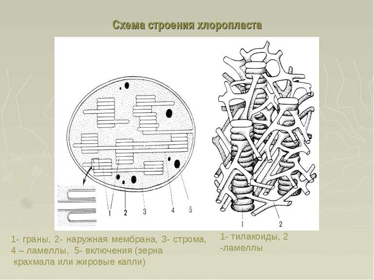 Схема строения хлоропласта 1- граны, 2- наружная мембрана, 3- строма, 4 – лам...